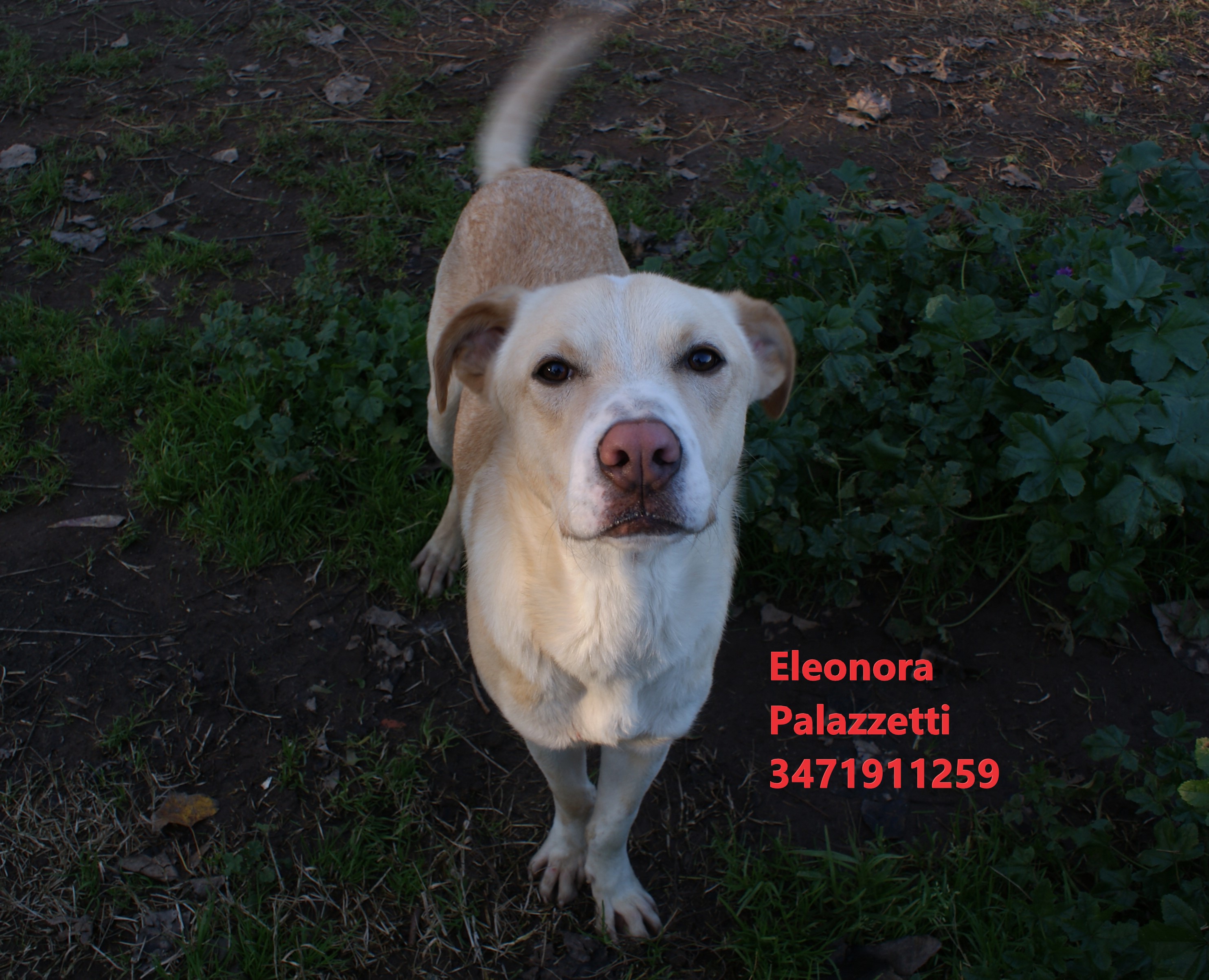 Remo 13.1.2021 n. 8