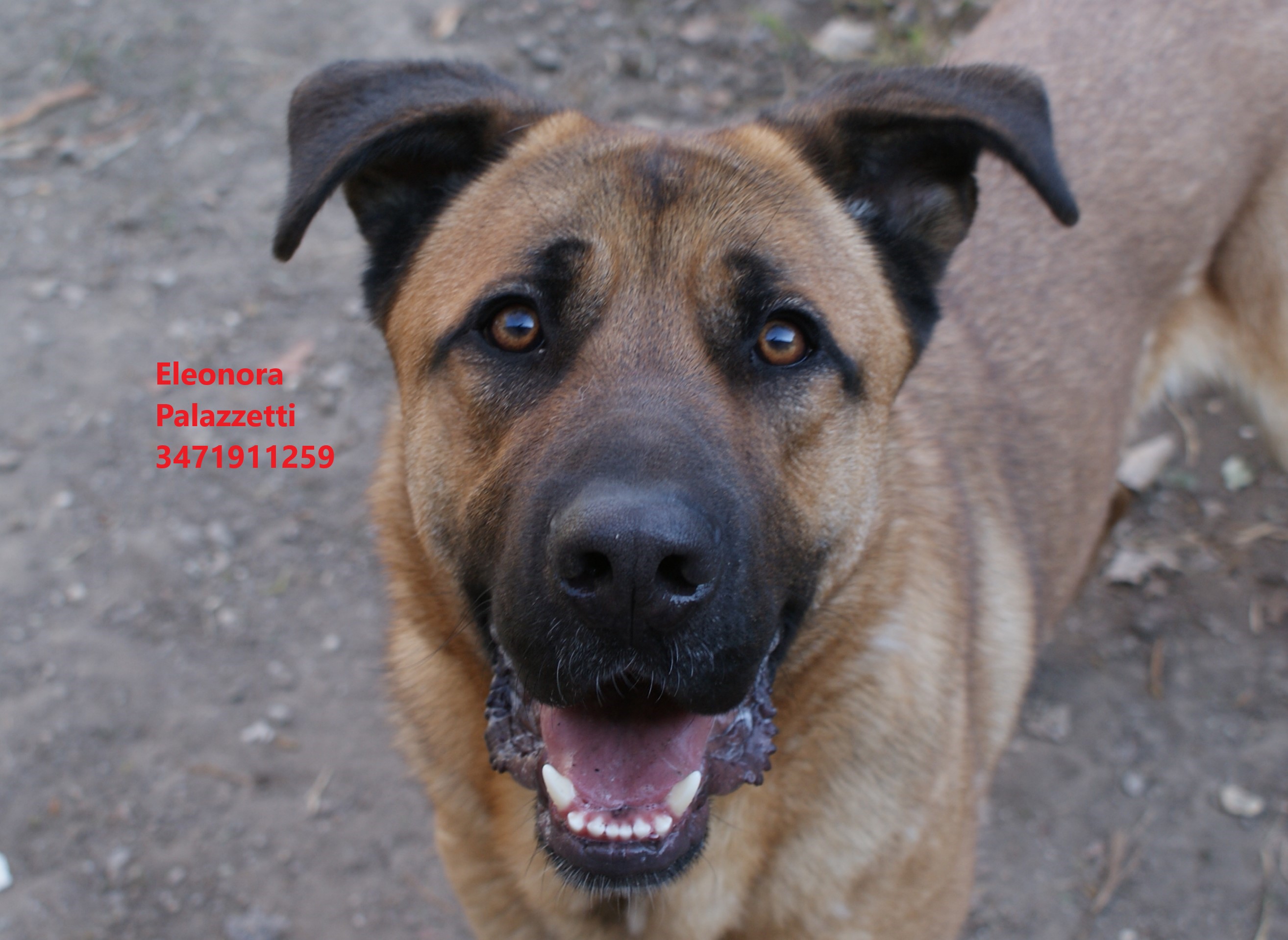 Scooby Doo 9.3.2022 n. 2