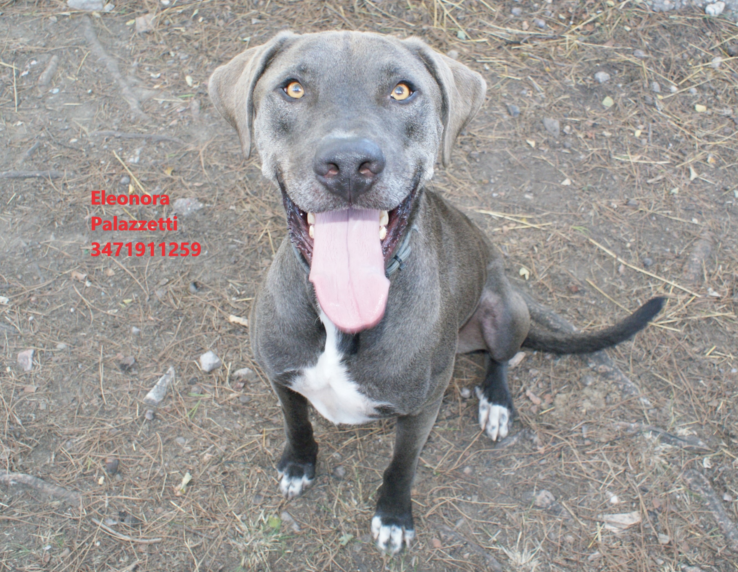 Thor grigio 9.9.2022 n. 1