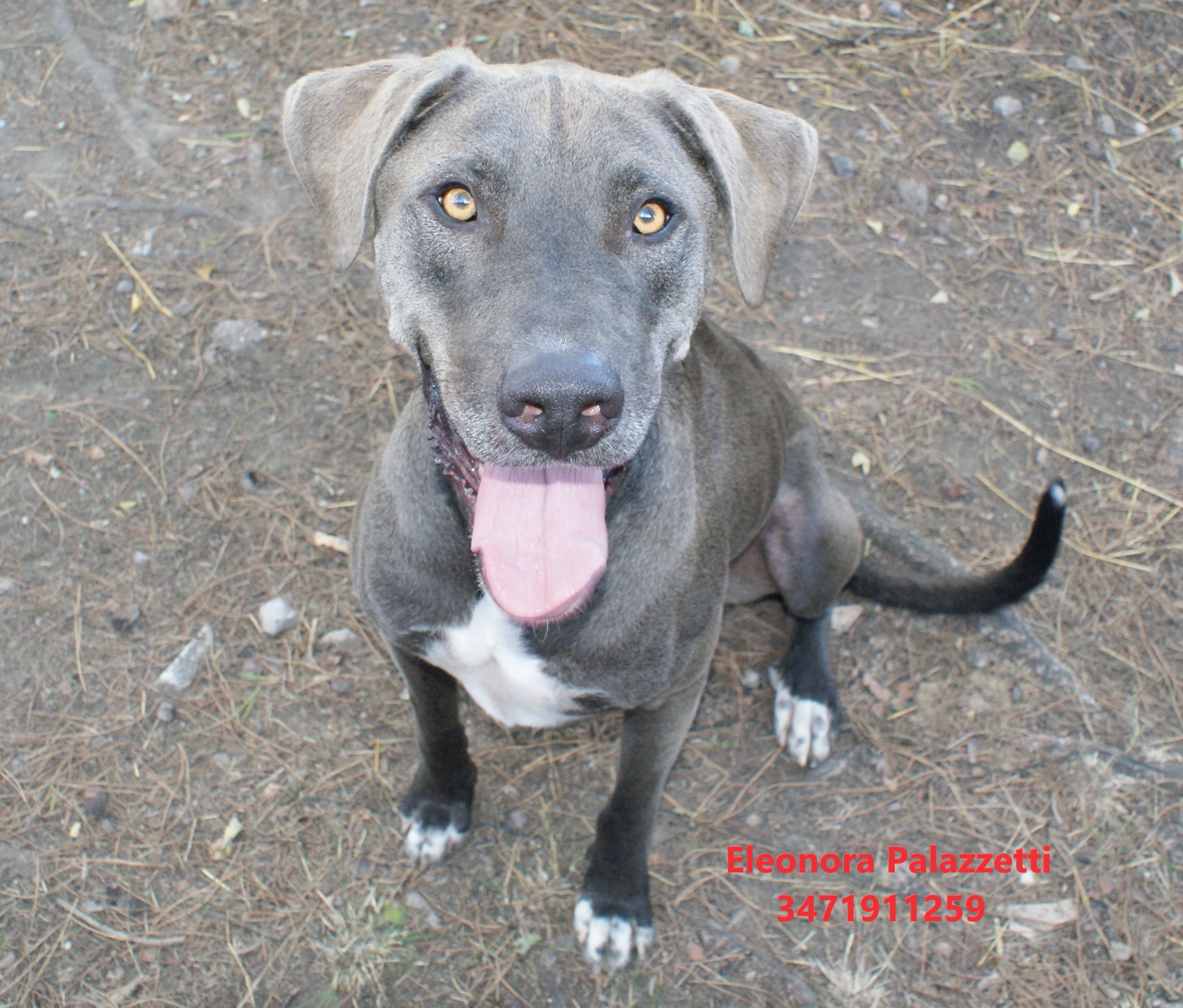 Thor grigio 9.9.2022 n. 2