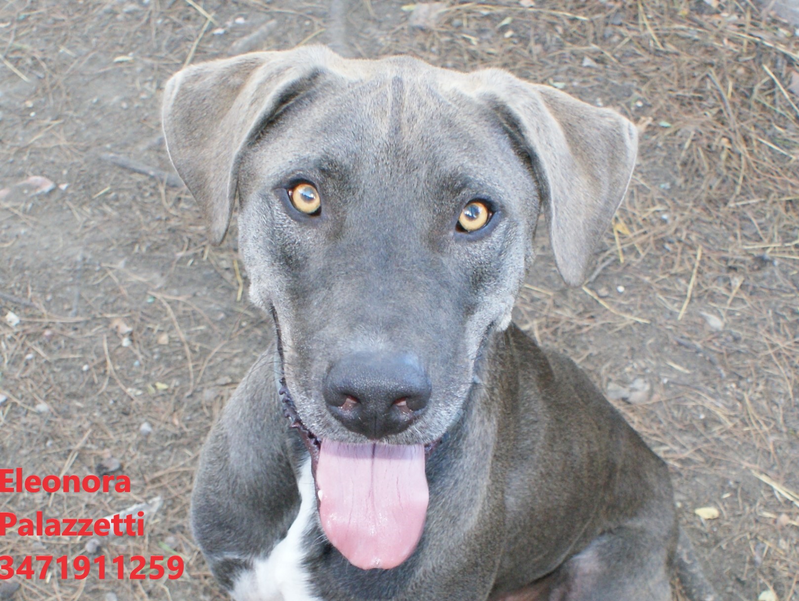 Thor grigio 9.9.2022 n. 4