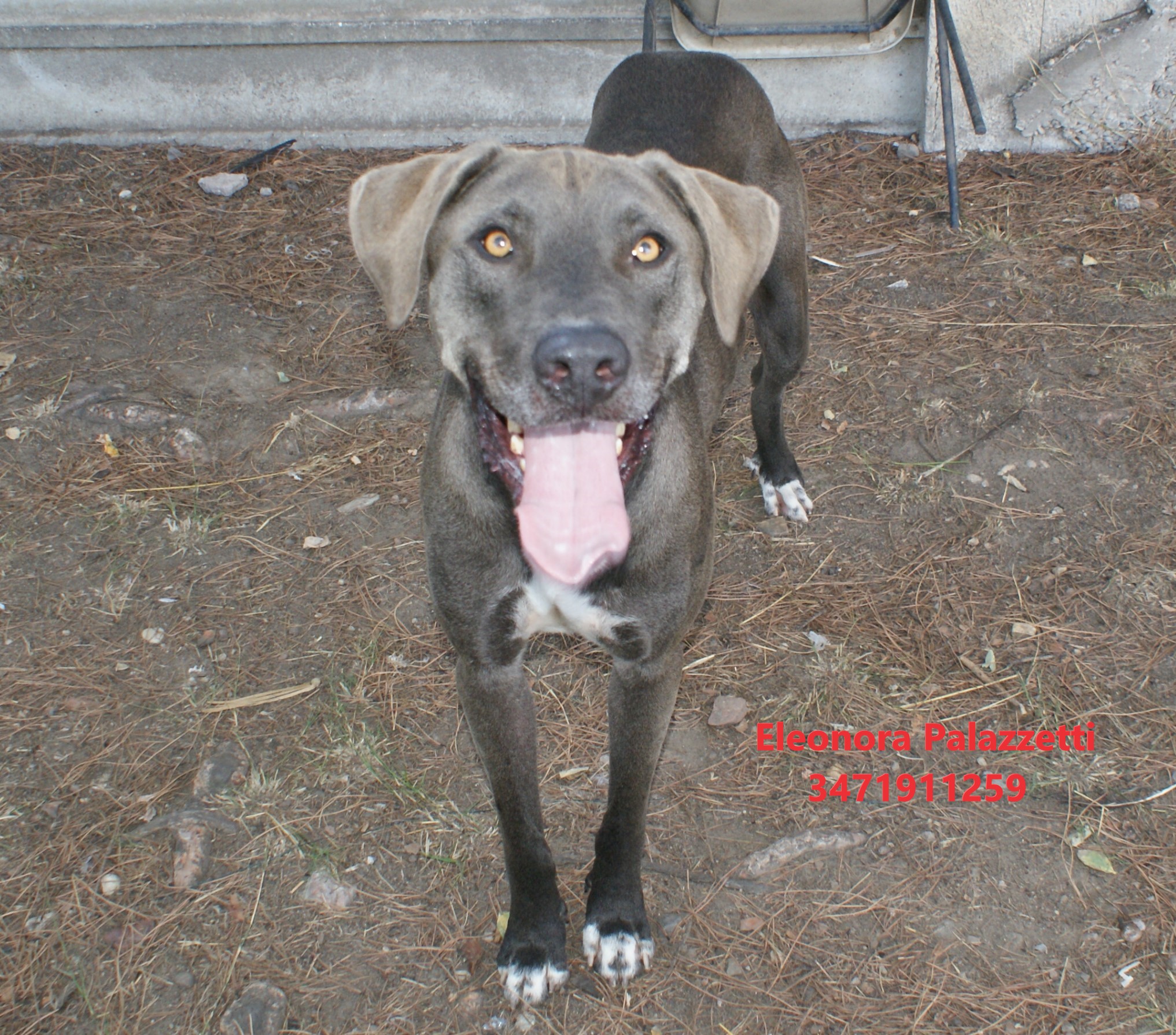 Thor grigio 9.9.2022 n. 6