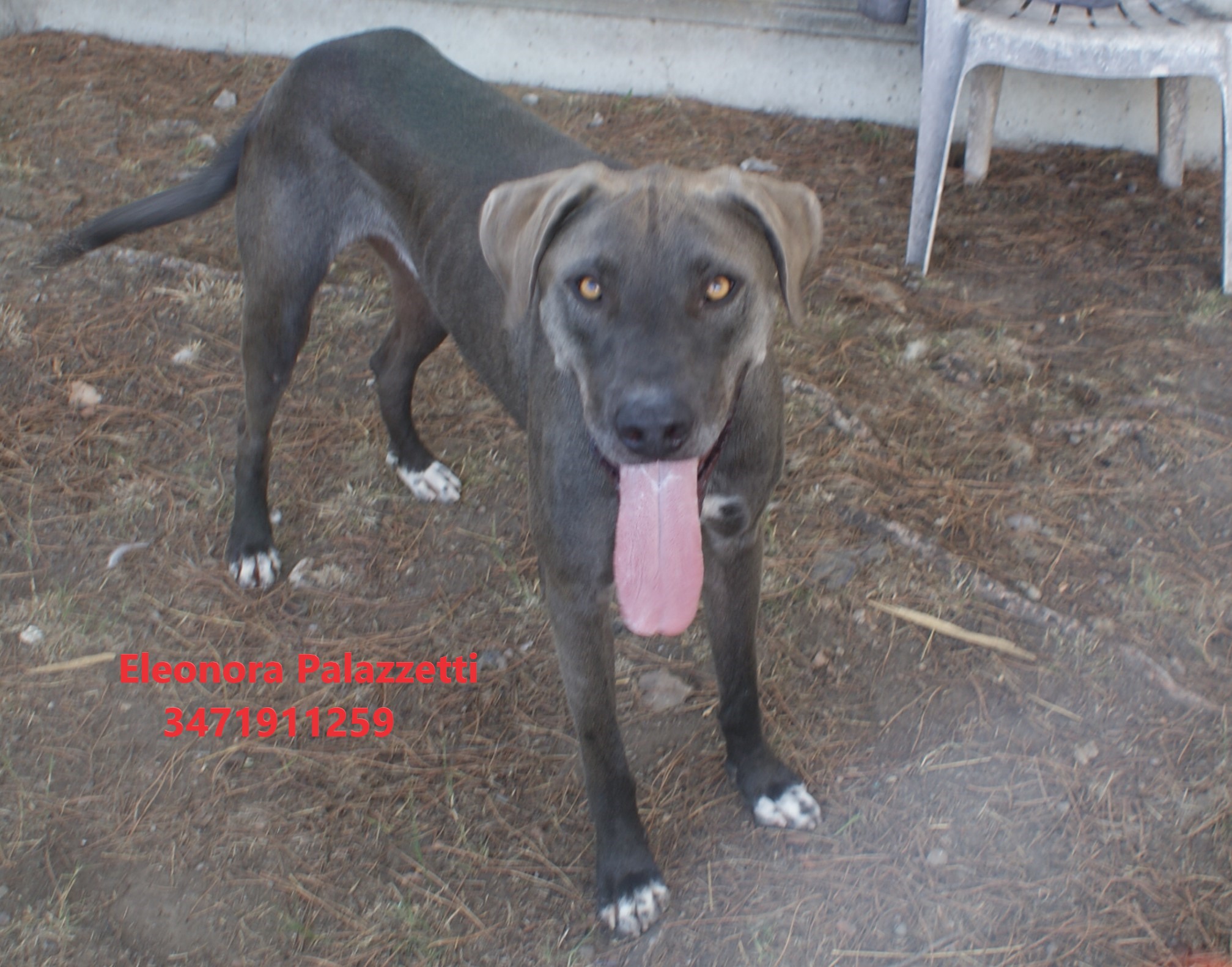 Thor grigio 9.9.2022 n. 7