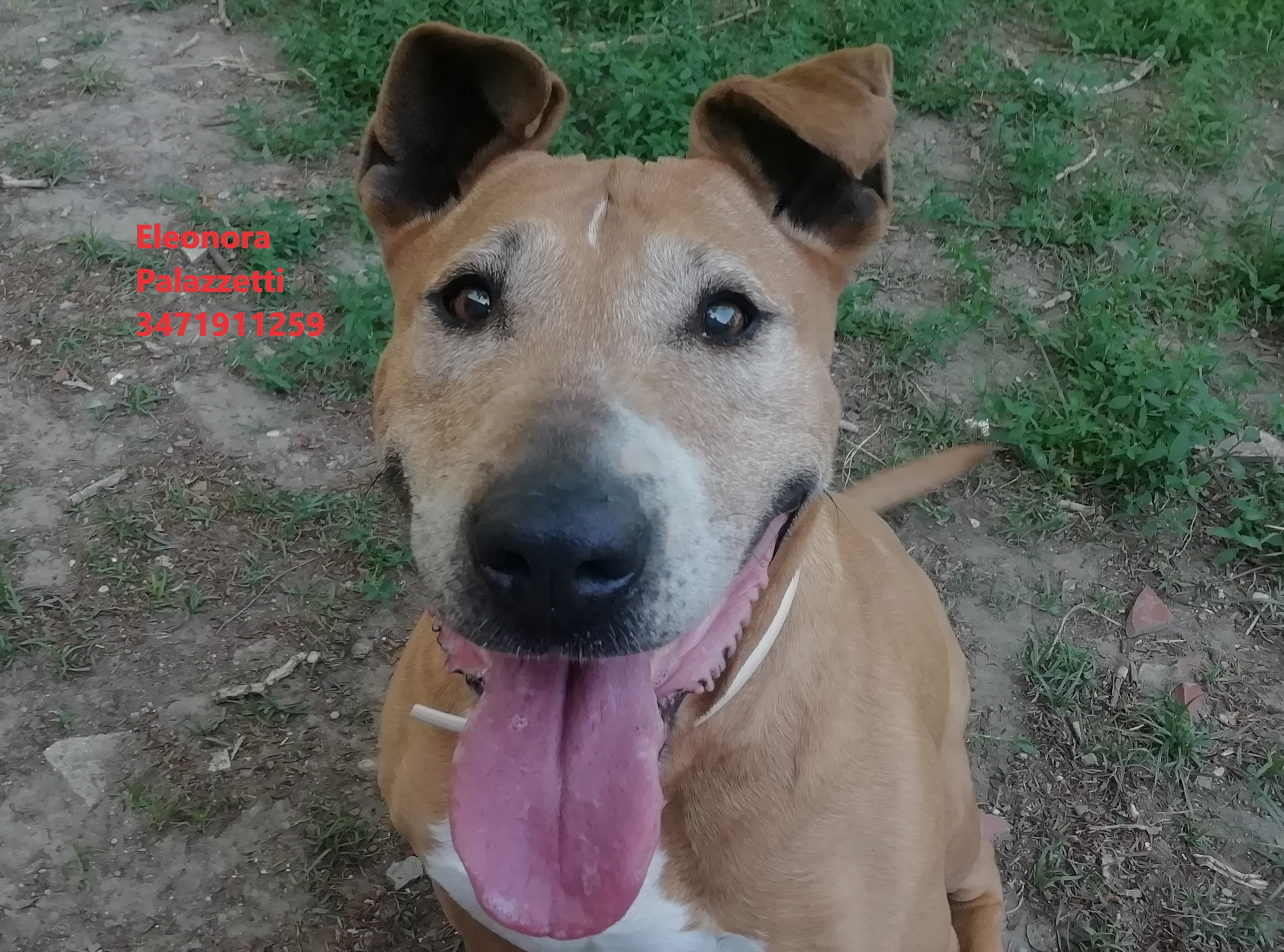 Zaia 13.5.2022 n. 11