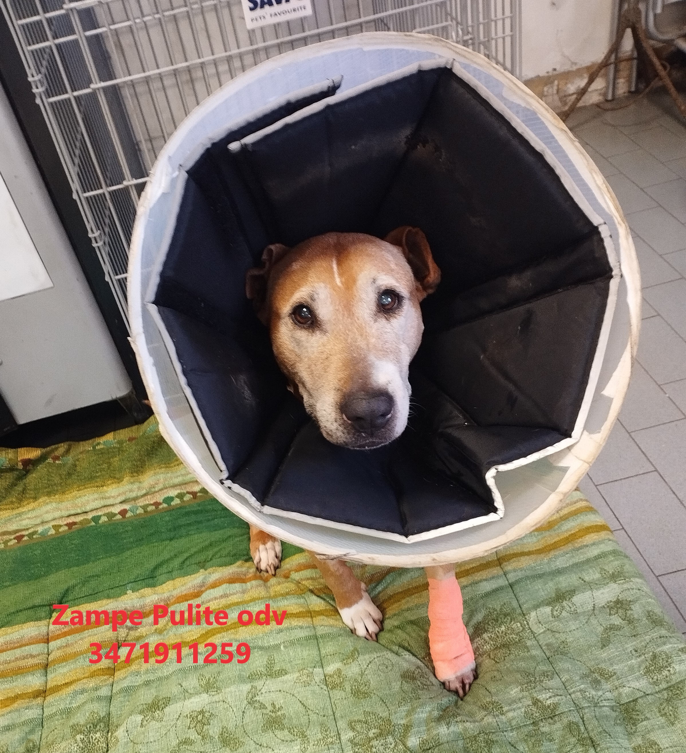 Zaia 28.01.2025 n. 1