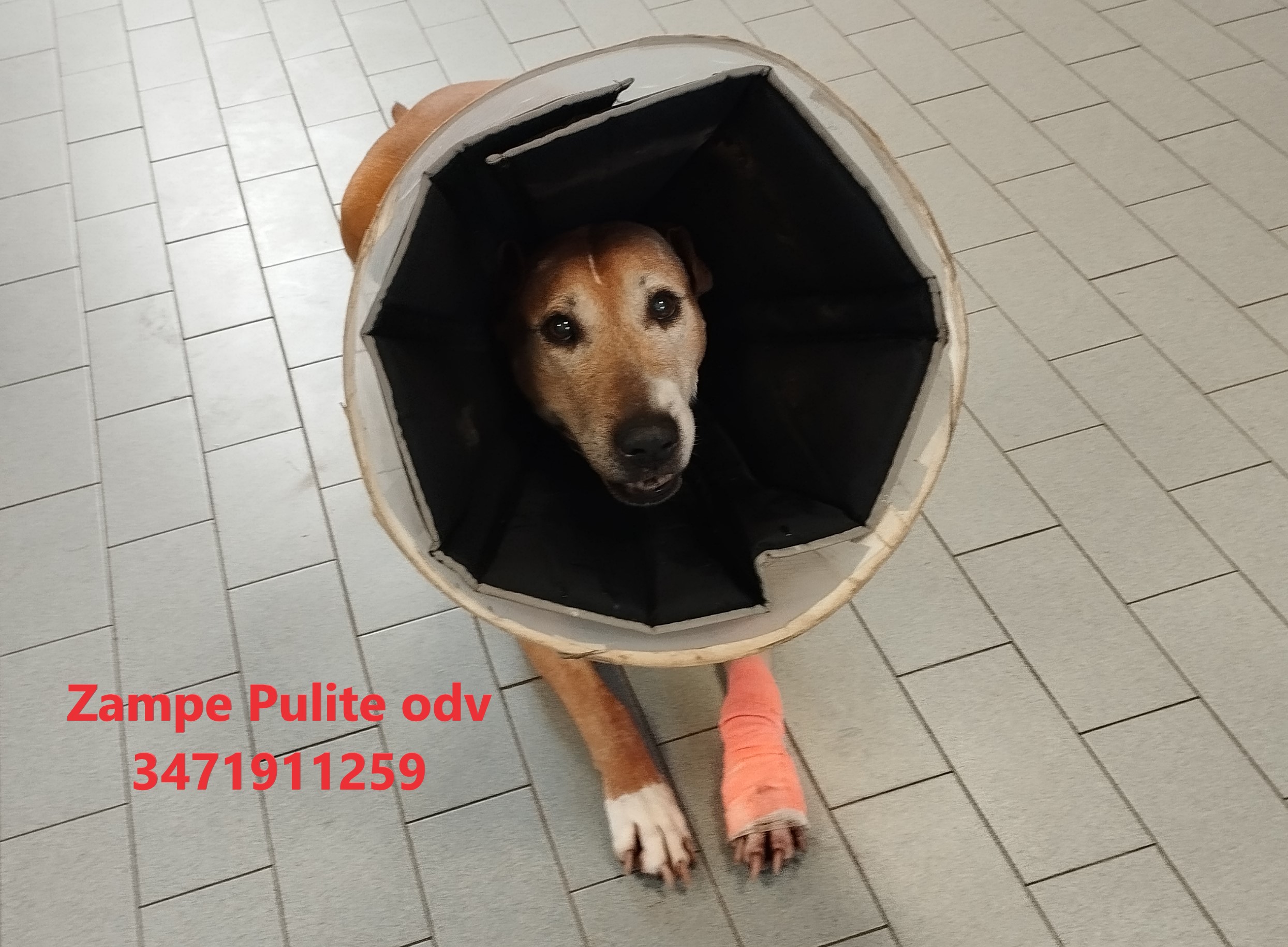 Zaia 28.01.2025 n. 2