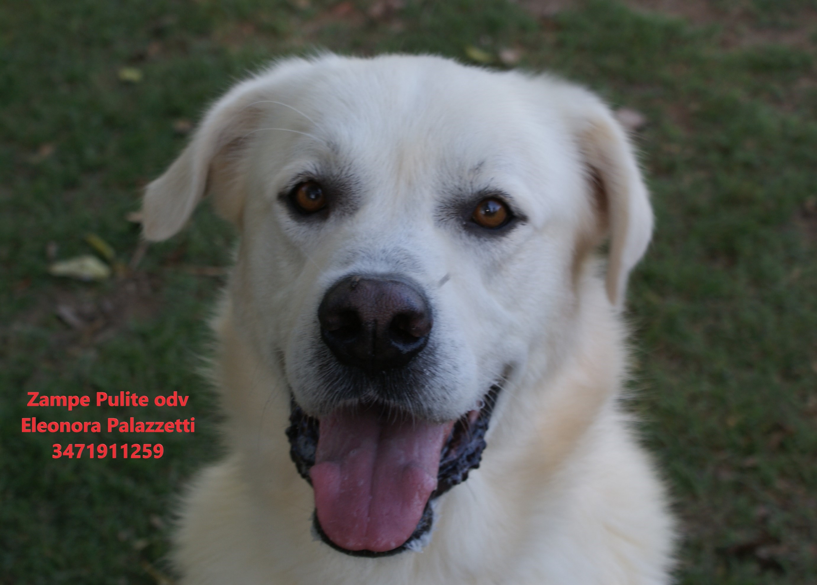Brutus 20.10.2022 n. 7