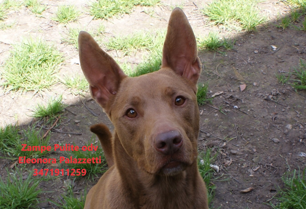 Choco 26.03.2025 n. 1