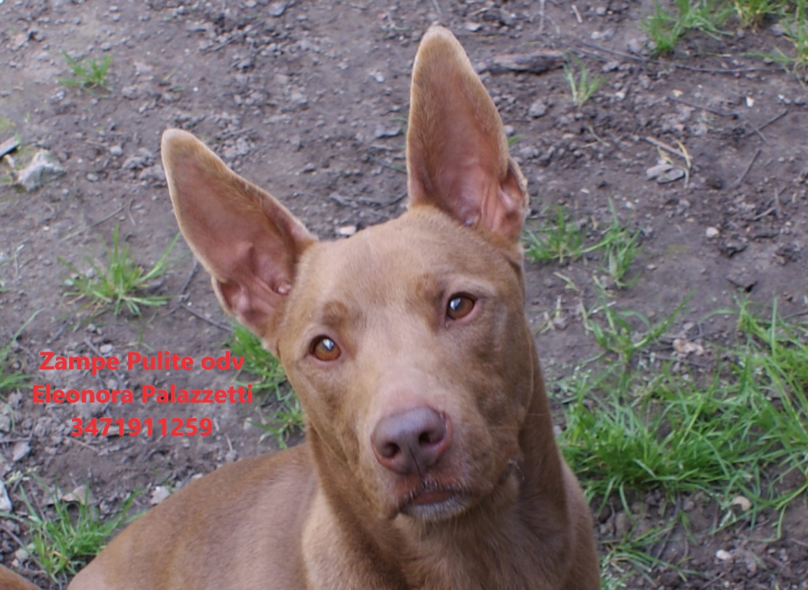 Choco 26.03.2025 n. 4