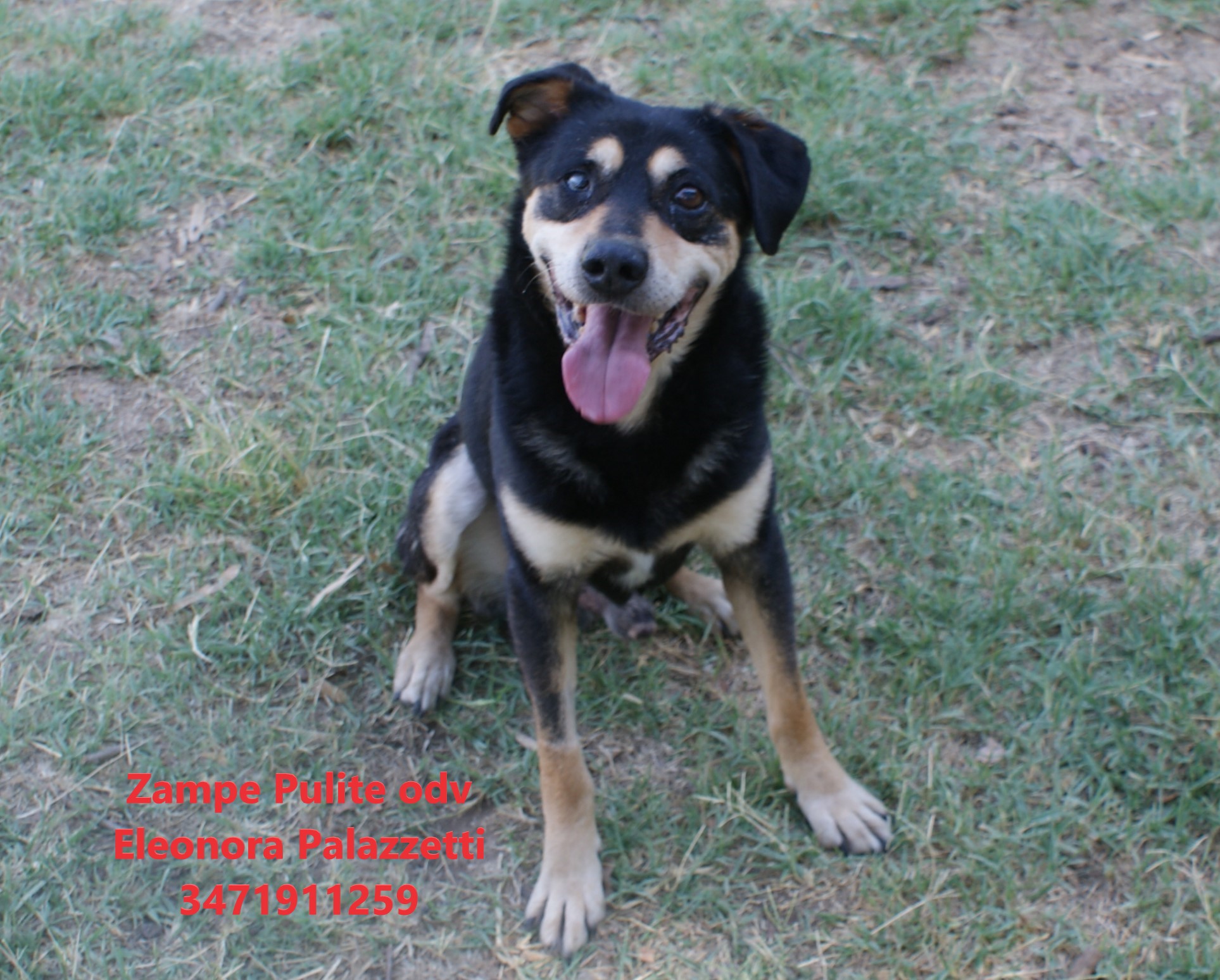 Pippo 17.07.2025 n. 7