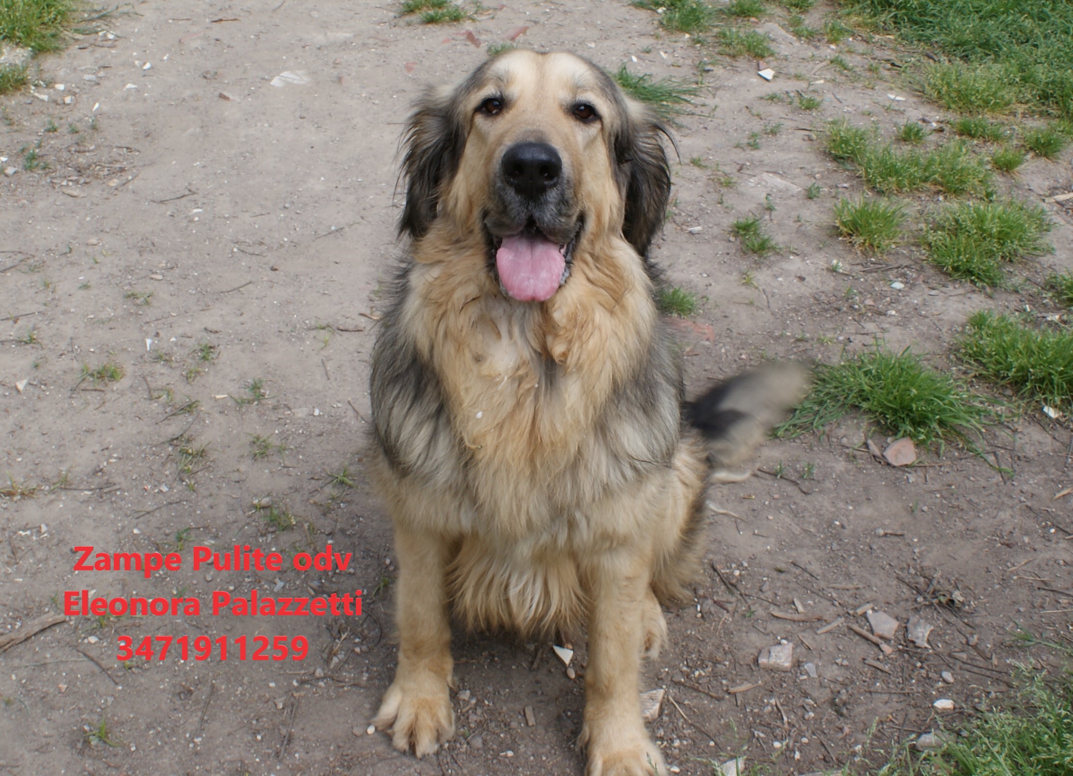 Yoghi 9.04.2025 n. 2