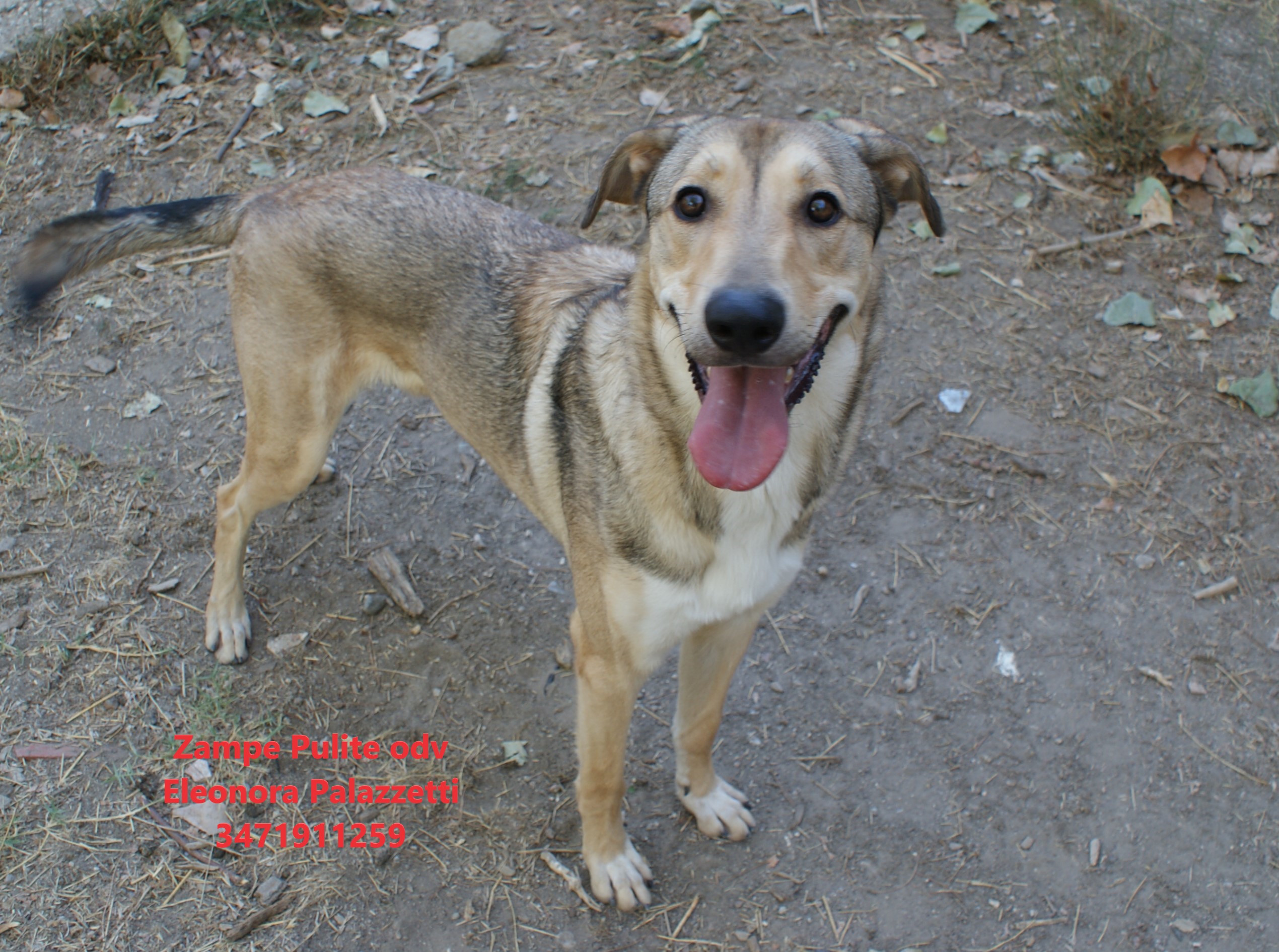 Billy 01.09.2026 n. 11