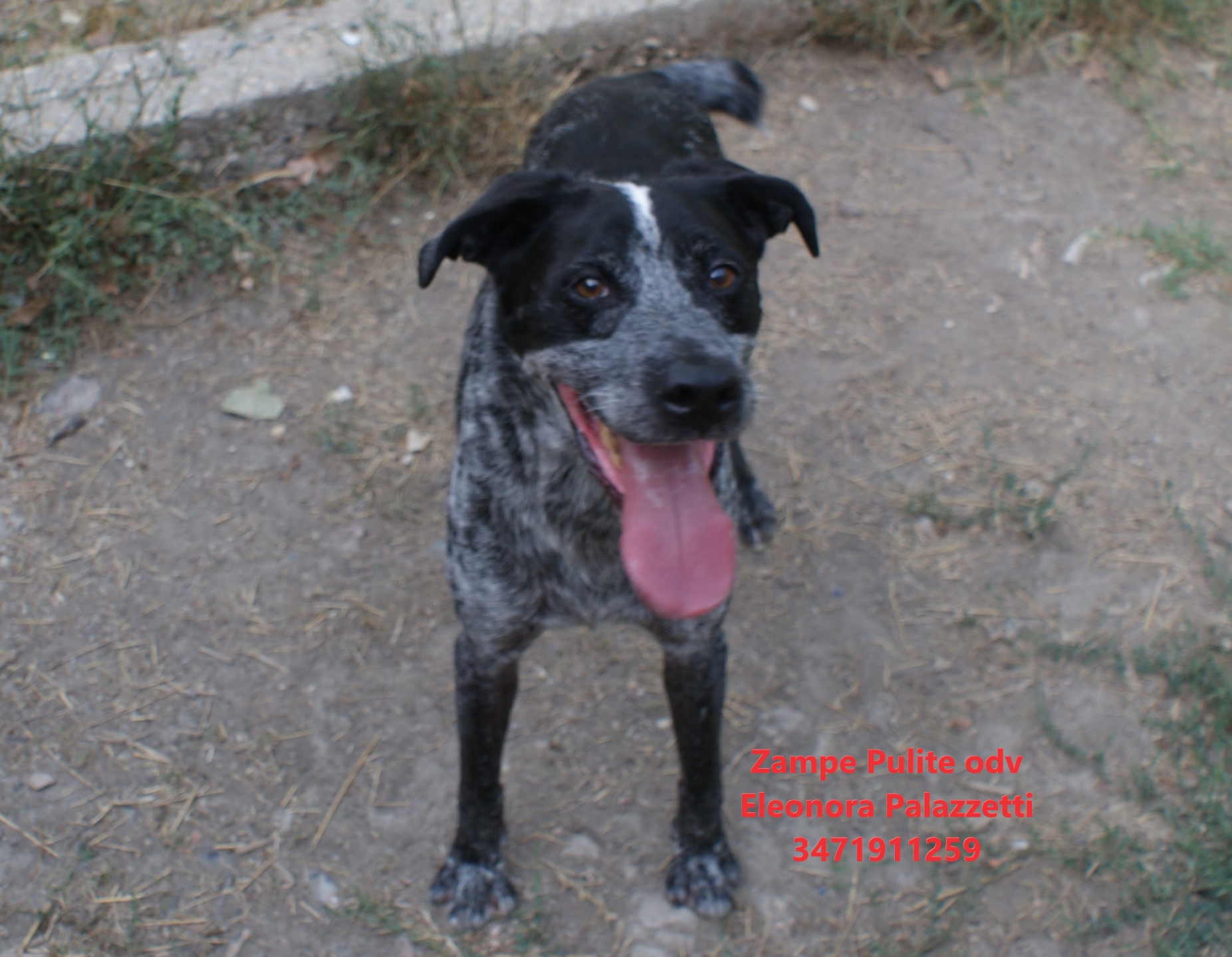 Broncio 26.08.2026 n. 3