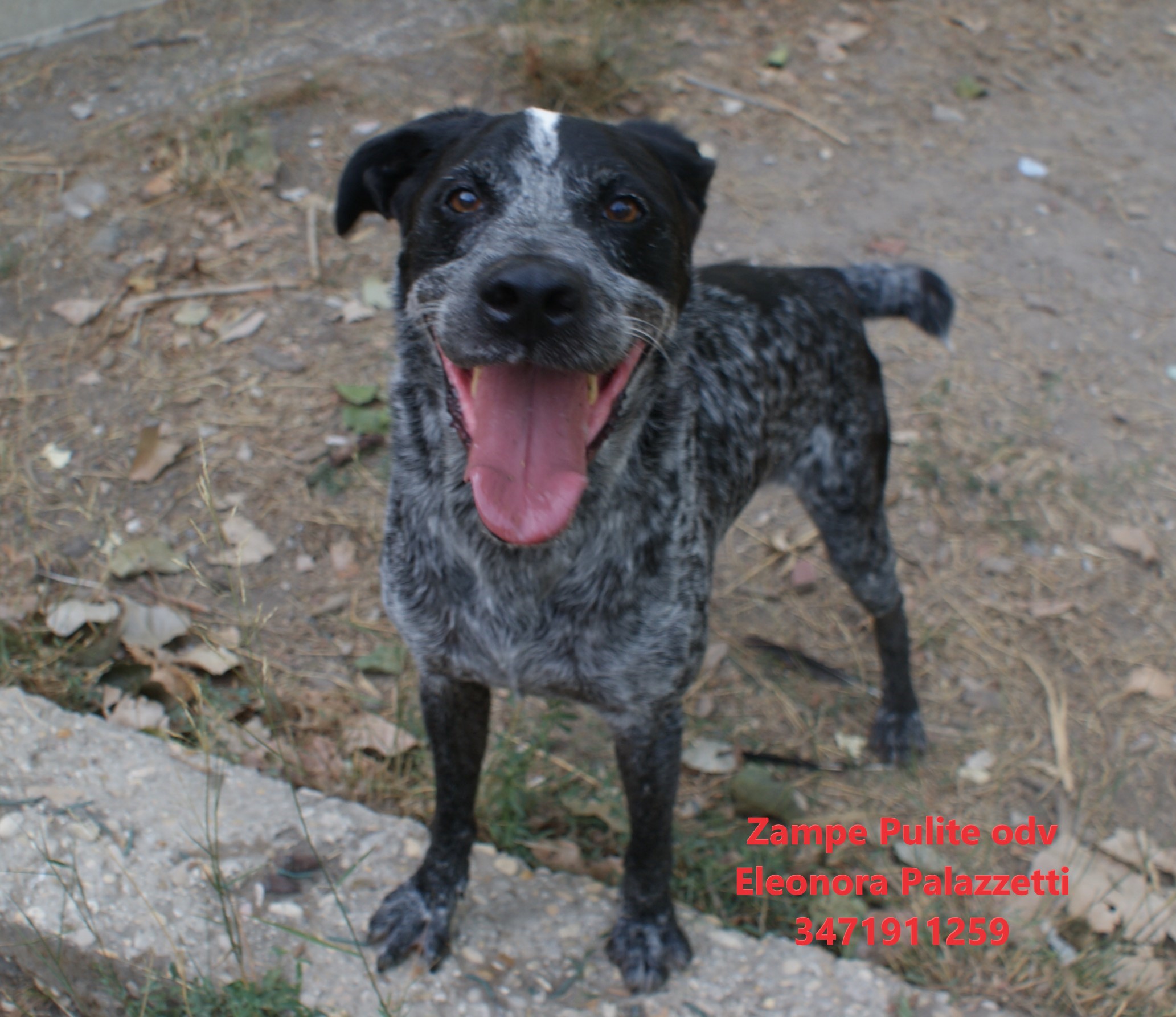 Broncio 26.08.2026 n. 5