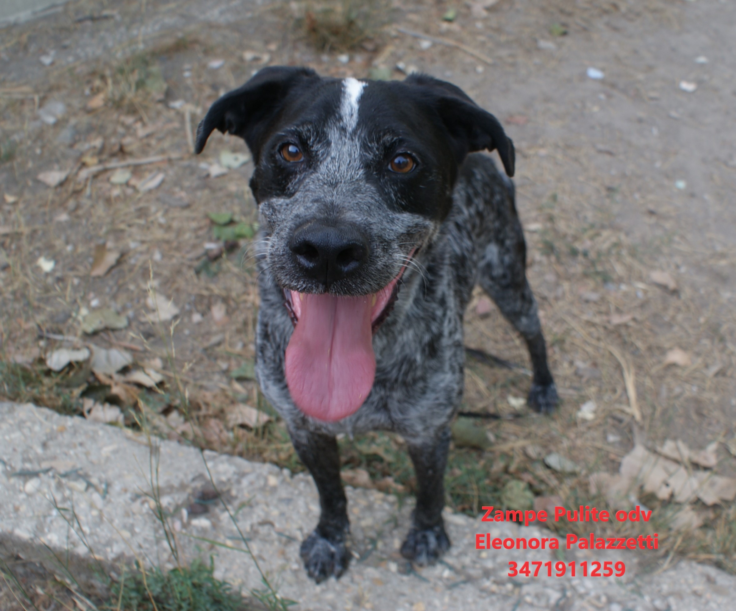 Broncio 26.08.2026 n. 7