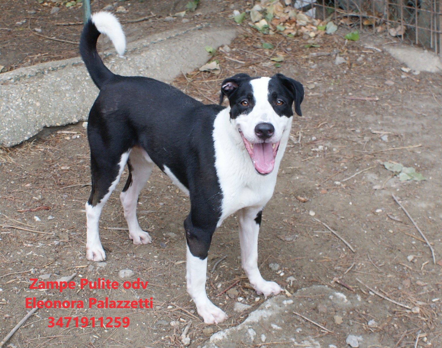 Lillo 21.08.2026 n. 4