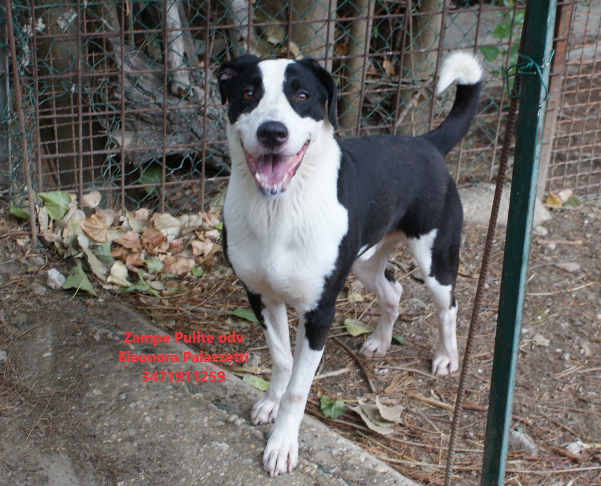 Lillo 21.08.2026 n. 5