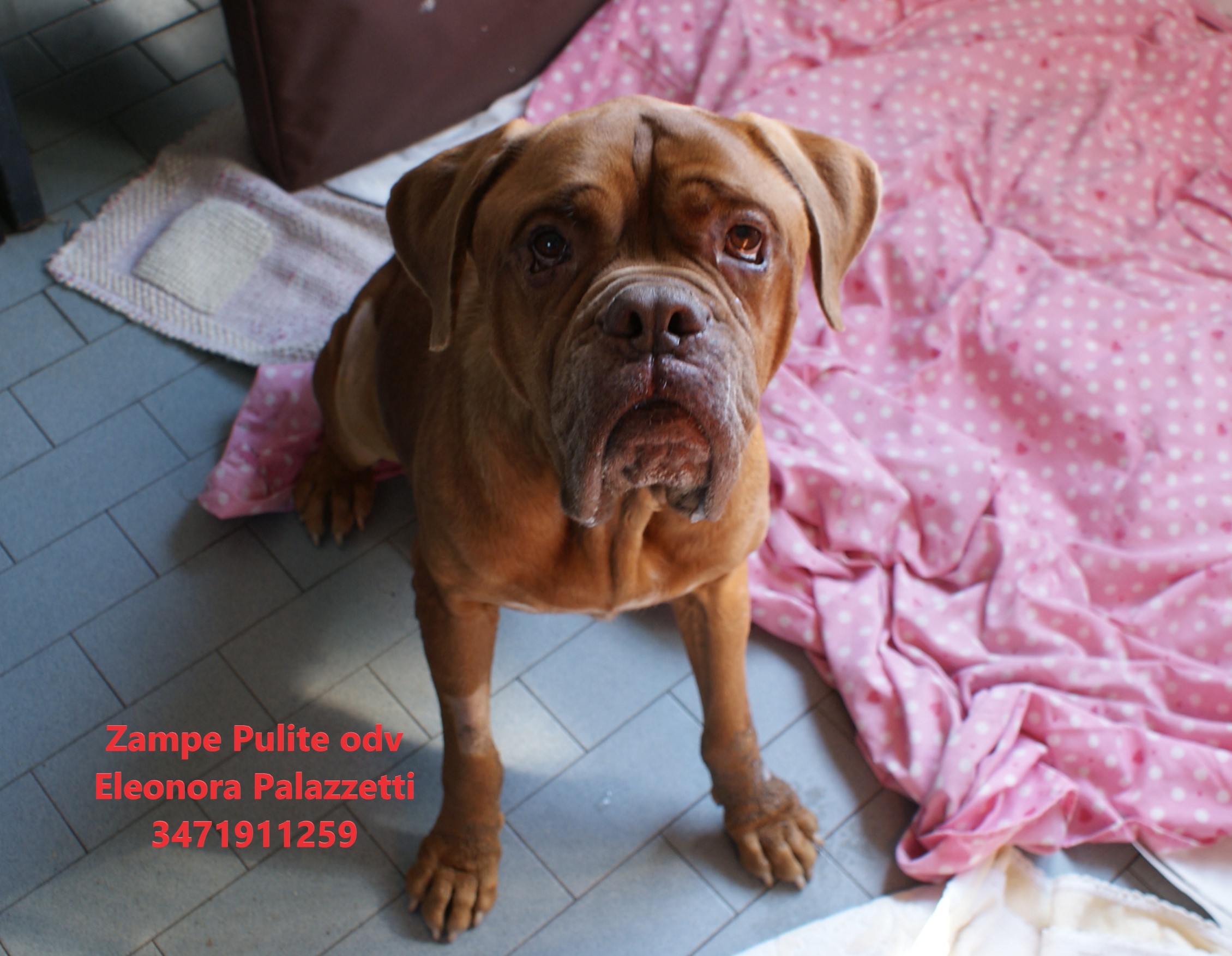 Tommaso 30.07.2026 n. 1