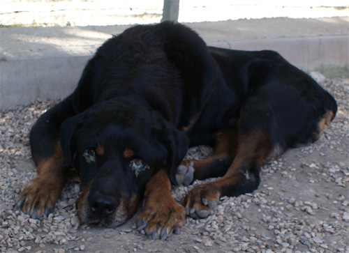 aldo_16.07.2012_n._3.jpg