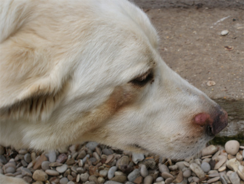 bianchina_19.04.2012_n._1.jpg