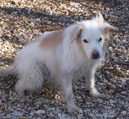 borotalco_26.01.2012_n._6.jpg
