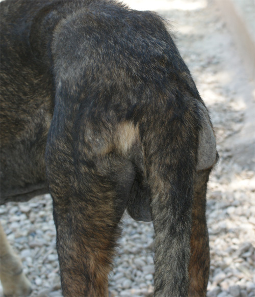 cesare_magno_16.07.2012_n._4.jpg