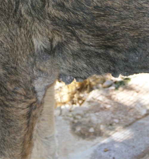 cesare_magno_16.07.2012_n._8.jpg