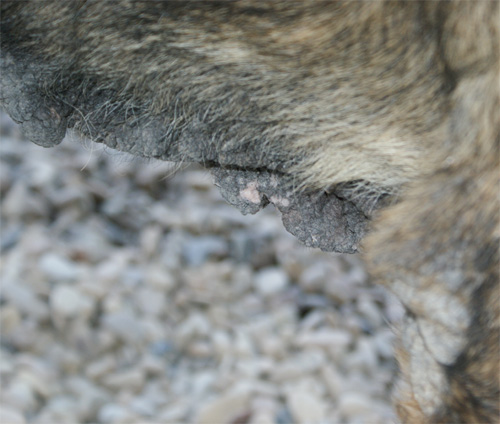 cesare_magno_16.07.2012_n._9.jpg