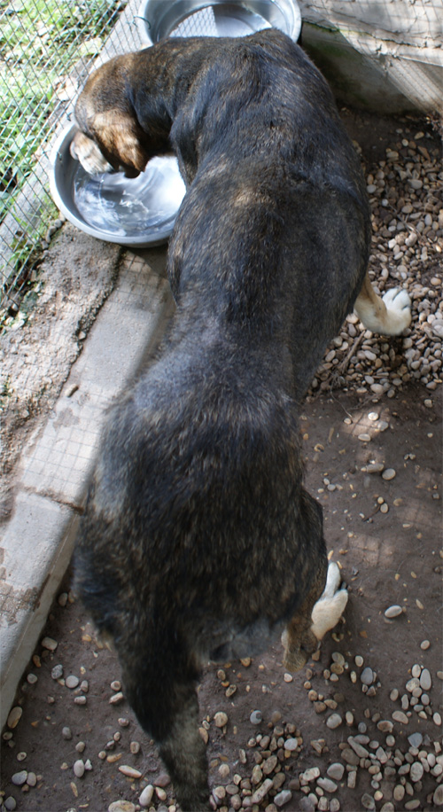 cesare_magno_2.10.2012_n._1.jpg