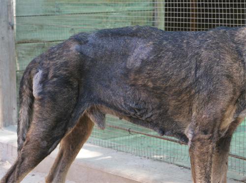 cesare_magno_28.08.2012_n._7.jpg