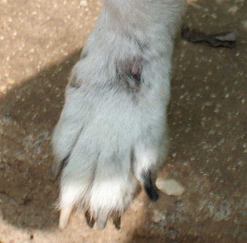chicco_2.10.2012_n._2.jpg