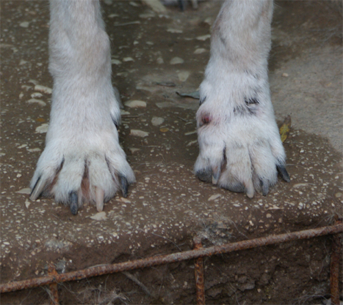 chicco_6.11.2012_n._4.jpg