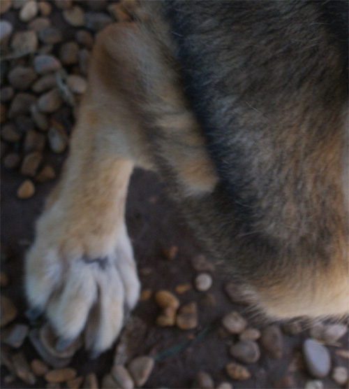 ciccio_8.08.2012_n._1.jpg