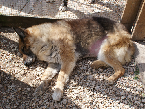 dermy_20.03.2012_n._2.jpg