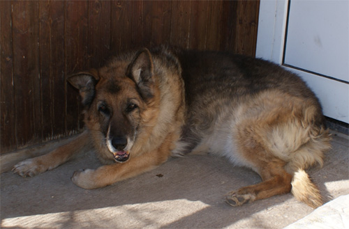dermy_22.02.2012_n._2.jpg