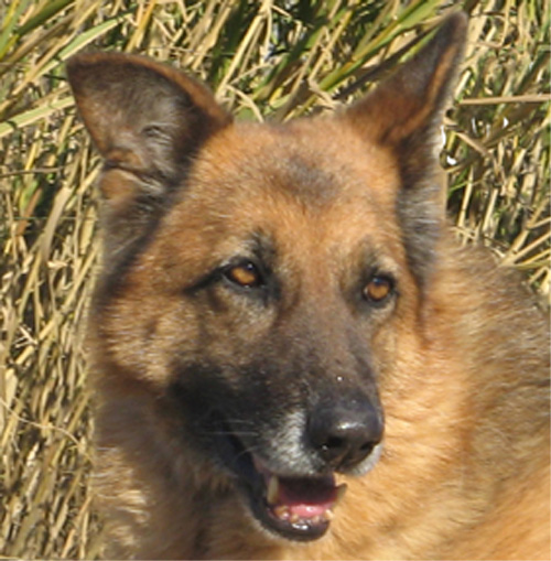 dermy_25.01.2008_muso_2.jpg