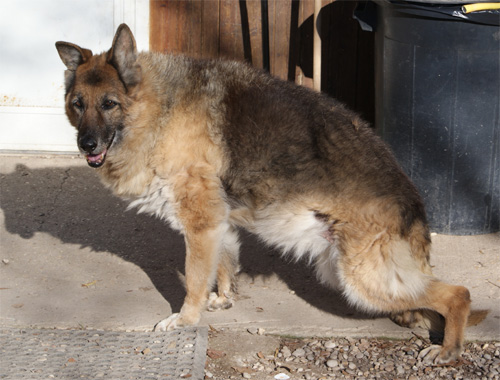 dermy_26.01.2012_n._1.jpg
