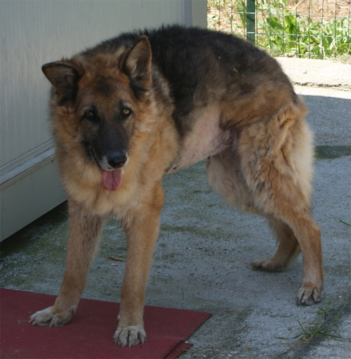 dermy_6.06.2010_intera1.jpg