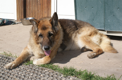 dermy_8.03.2012_n._1.jpg