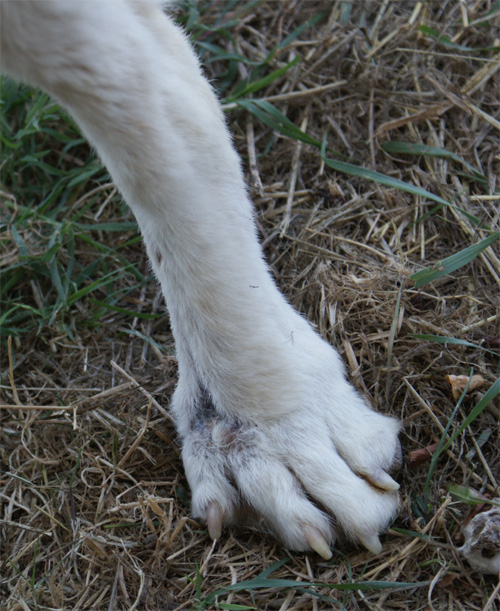 dick_26.06.2011_n._6.jpg