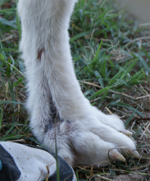 dick_26.06.2011_n._8.jpg