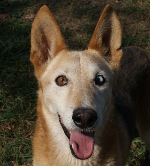 dingo_29.09.2011_n._2.jpg
