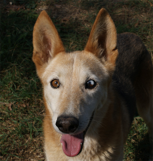 dingo_29.09.2011_n._3.jpg