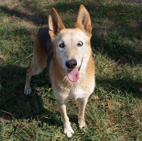 dingo_29.09.2011_n._4.jpg