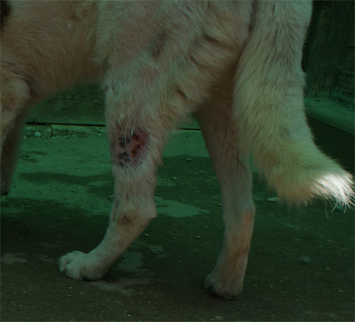 fenix_24.05.2012_n._3.jpg