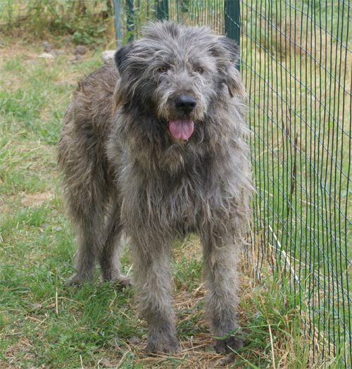 gigio_30.5.2010_intero2.jpg