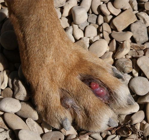 goran_20.03.2012_n._3.jpg