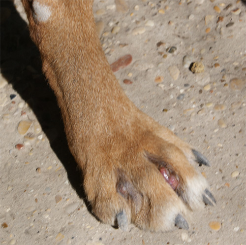 goran_28.03.2012_n._2.jpg