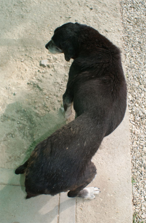 iaia_5.04.2012_n._4.jpg