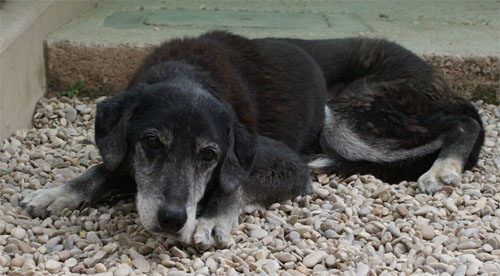 iaia_5.04.2012_n._5.jpg